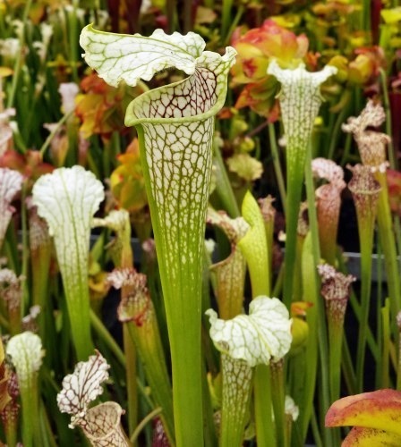 Sarracenia, Pitcher Plant Chas Brew