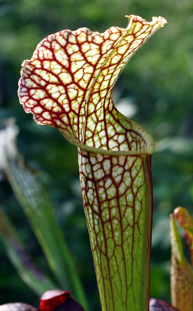 Sarracenia, Pitcher Plant Fireworks