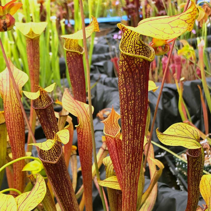 Sarracenia, Pitcher Plant Golden-Red Jubilee