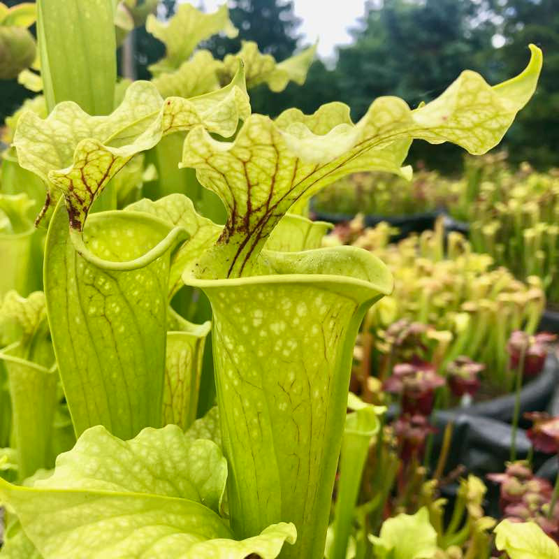 Sarracenia, Pitcher Plant Green Surprise