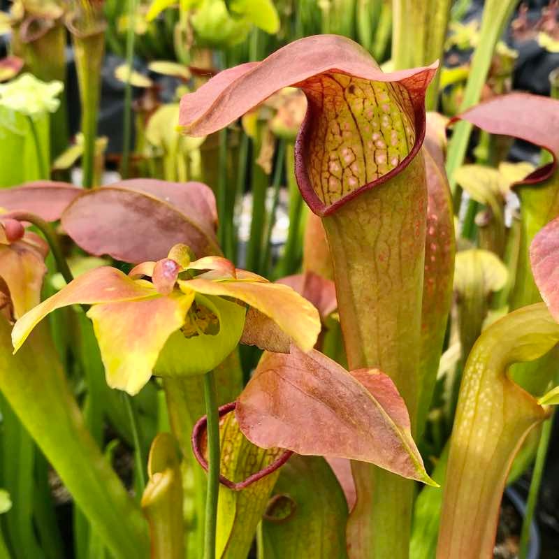 Sarracenia, Pitcher Plant Hummers Okee Classic