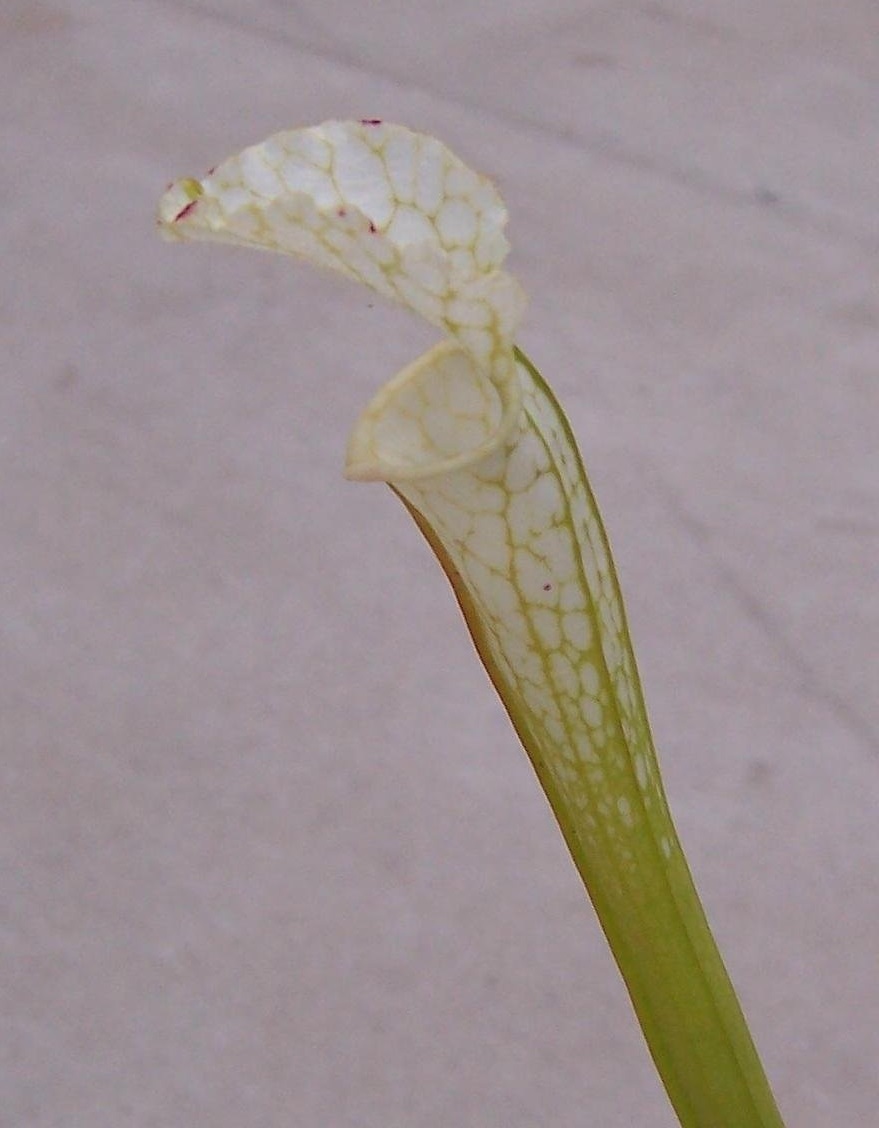 Sarracenia, Pitcher Plant Hurricane Creek