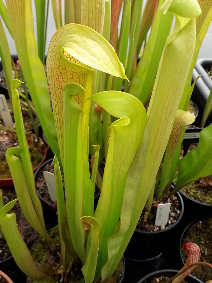 Sarracenia, Pitcher Plant Imhotep