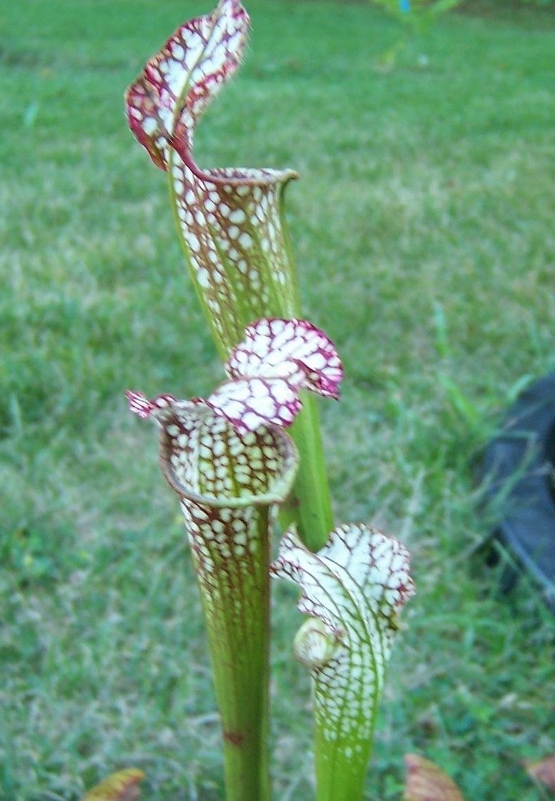 Sarracenia, Pitcher Plant Tarnok