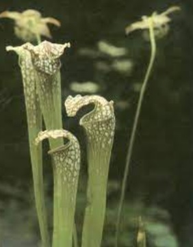 Sarracenia, Pitcher Plant Lochness