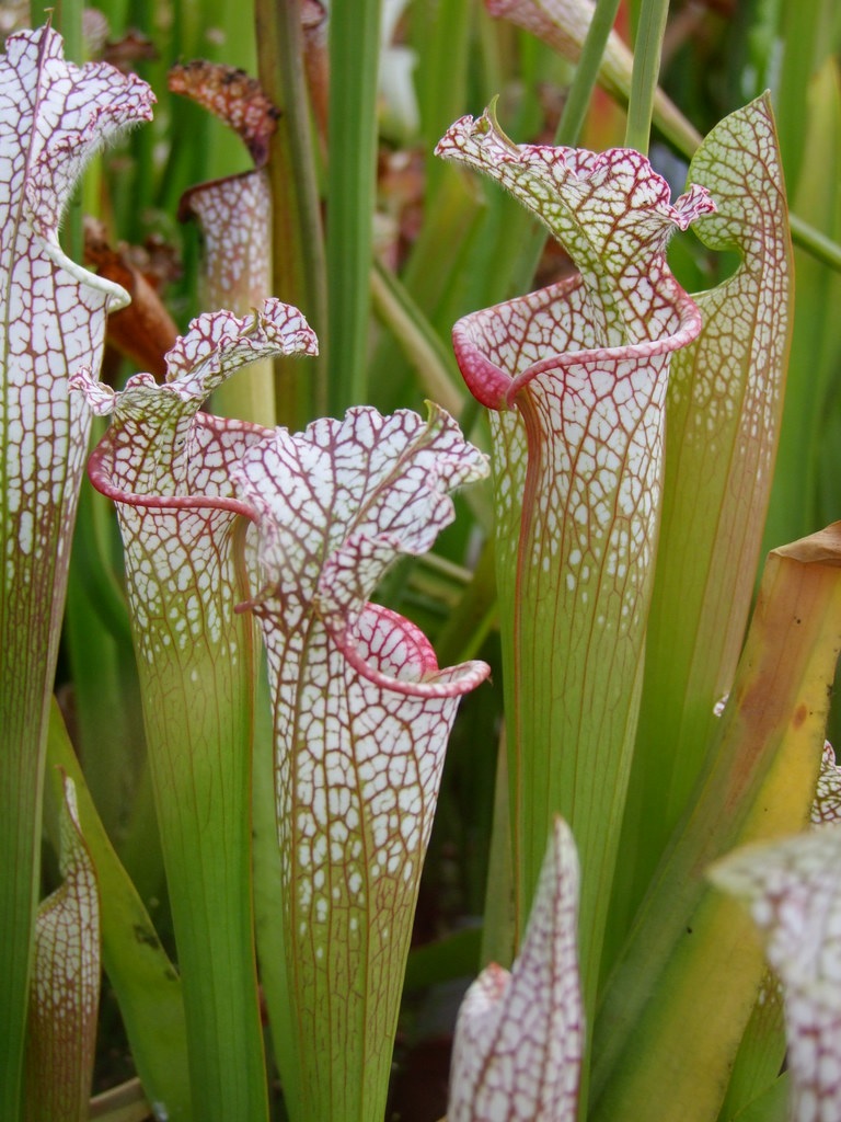Sarracenia, Pitcher Plant Pouty Lips