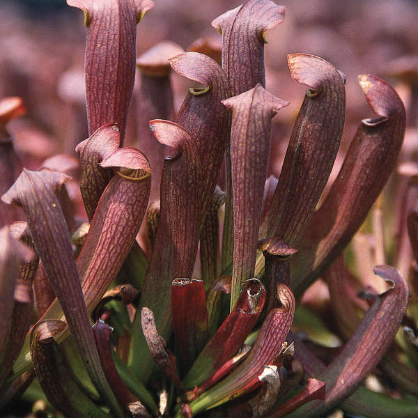 Sarracenia, Pitcher Plant Red Bug
