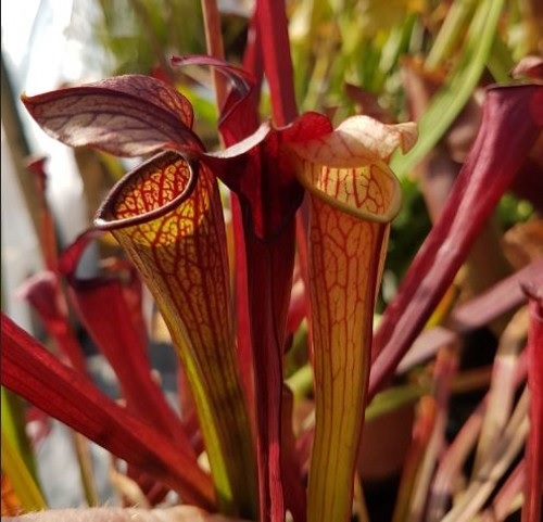 Sarracenia, Pitcher Plant Red Throat
