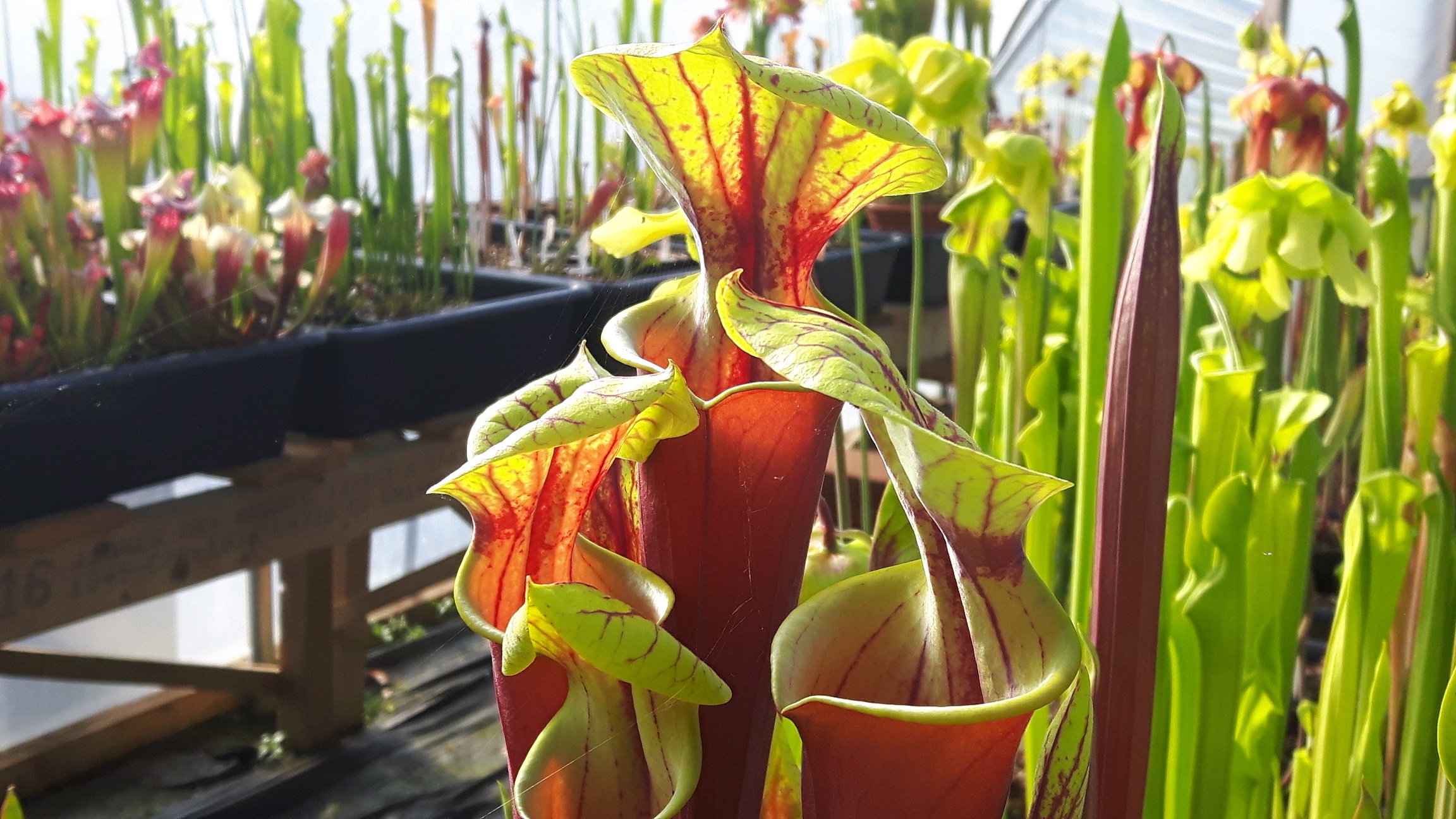 Sarracenia, Pitcher Plant Red Tube