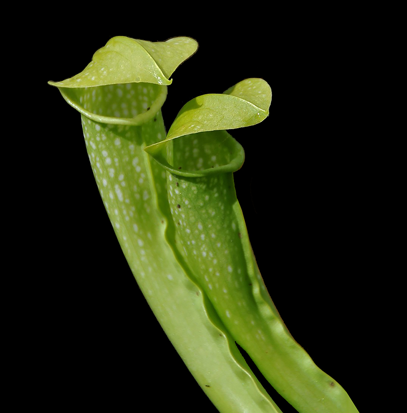 Sarracenia, Pitcher Plant Super Green Giant