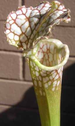 Sarracenia, Tall Pitcher Plant Titan