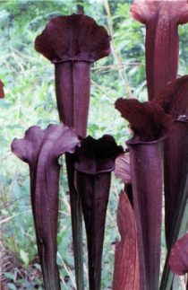 Sarracenia, Pitcher Plant Tornado