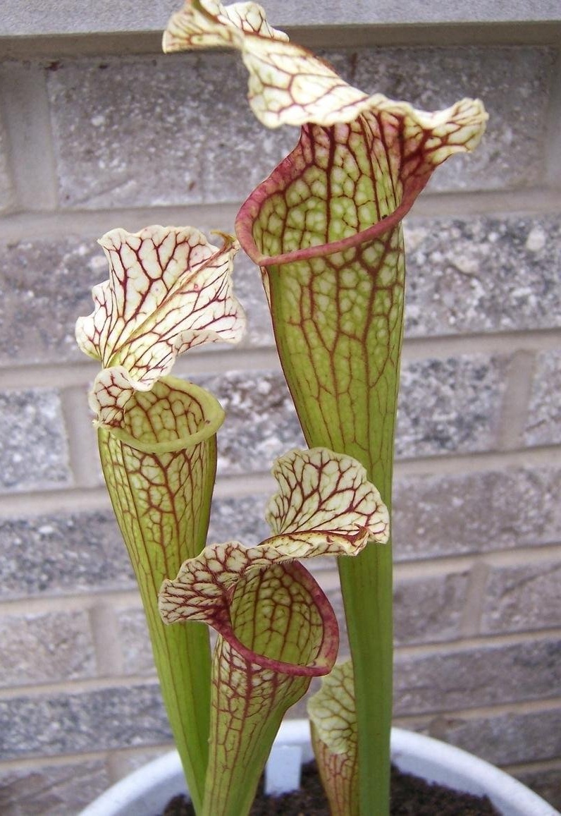 Sarracenia, Pitcher Plant White Sparkler
