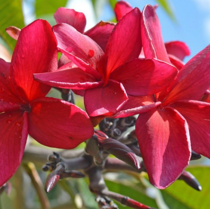 Rainbow Plant Darwin Red