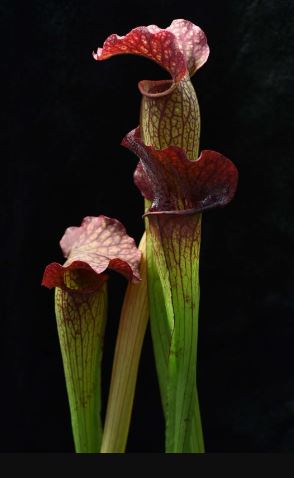 Sarracenia, Pitcher Plant Blackened Redfish