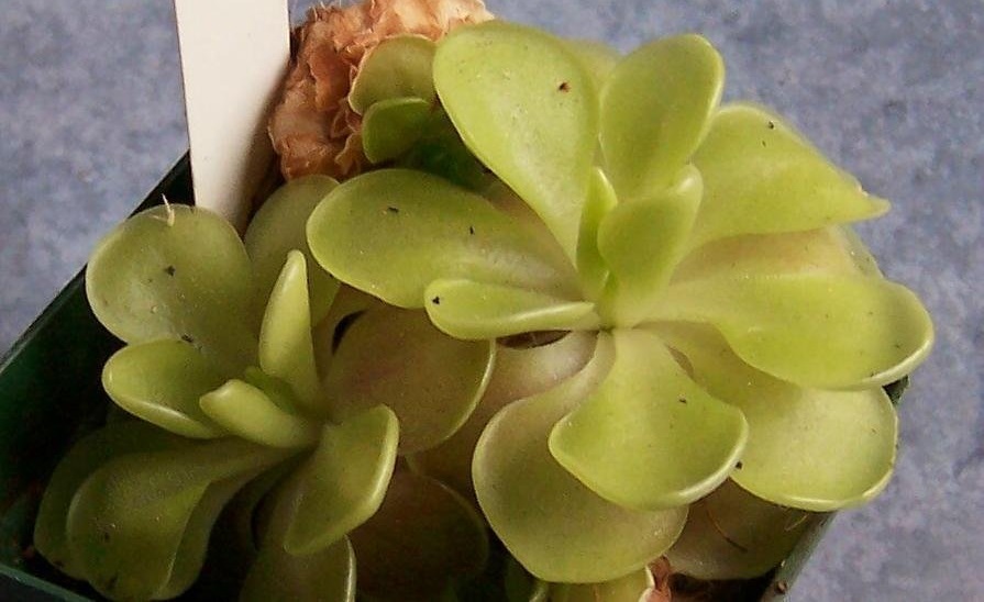Pinguicula, Butterwort Sethos
