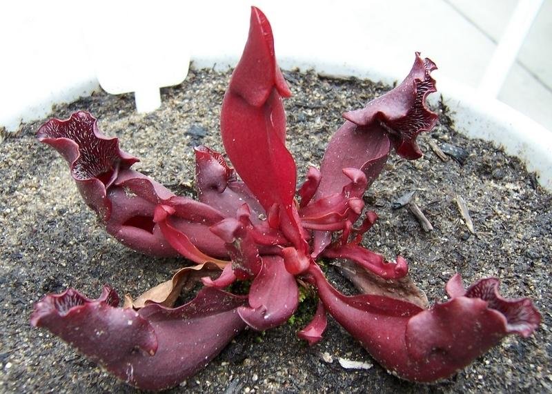 Sarracenia, Pitcher Plant Brunswick Beauty