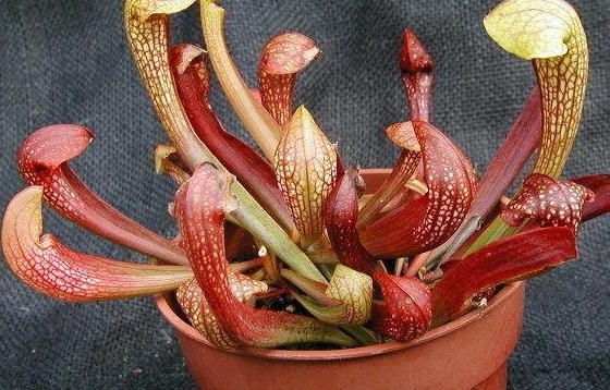 Sarracenia Species, Gilpins Pitcherplant, Pitcher Plant