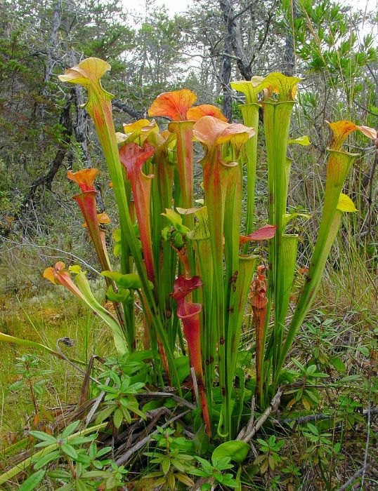 Sarracenia, Pitcher Plant Greenie Meanie