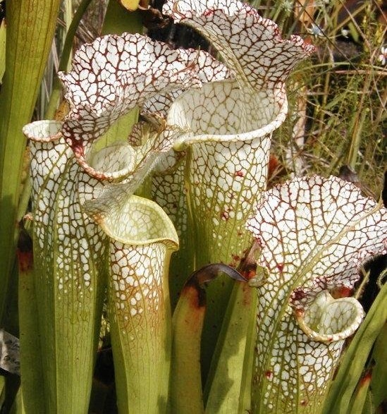Sarracenia, Pitcher Plant Leahs Child