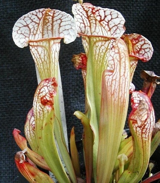 Sarracenia, Pitcher Plant Sky Watcher