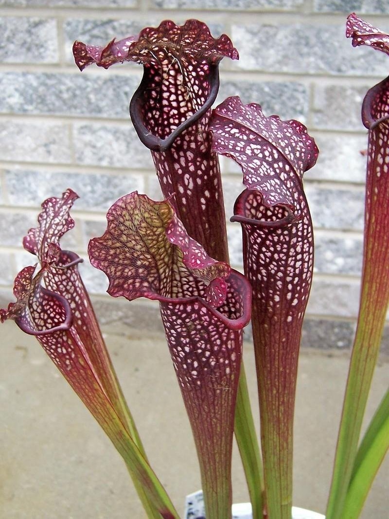 Sarracenia, Pitcher Plant Night Sky