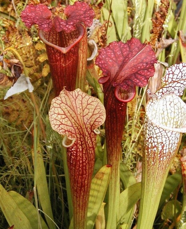 Sarracenia, Pitcher Plant Wilkerson Red