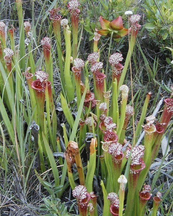 Sarracenia, Pitcher Plant Santa Rosa Red