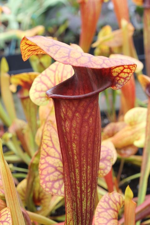Sarracenia, Pitcher Plant Abandoned Hope
