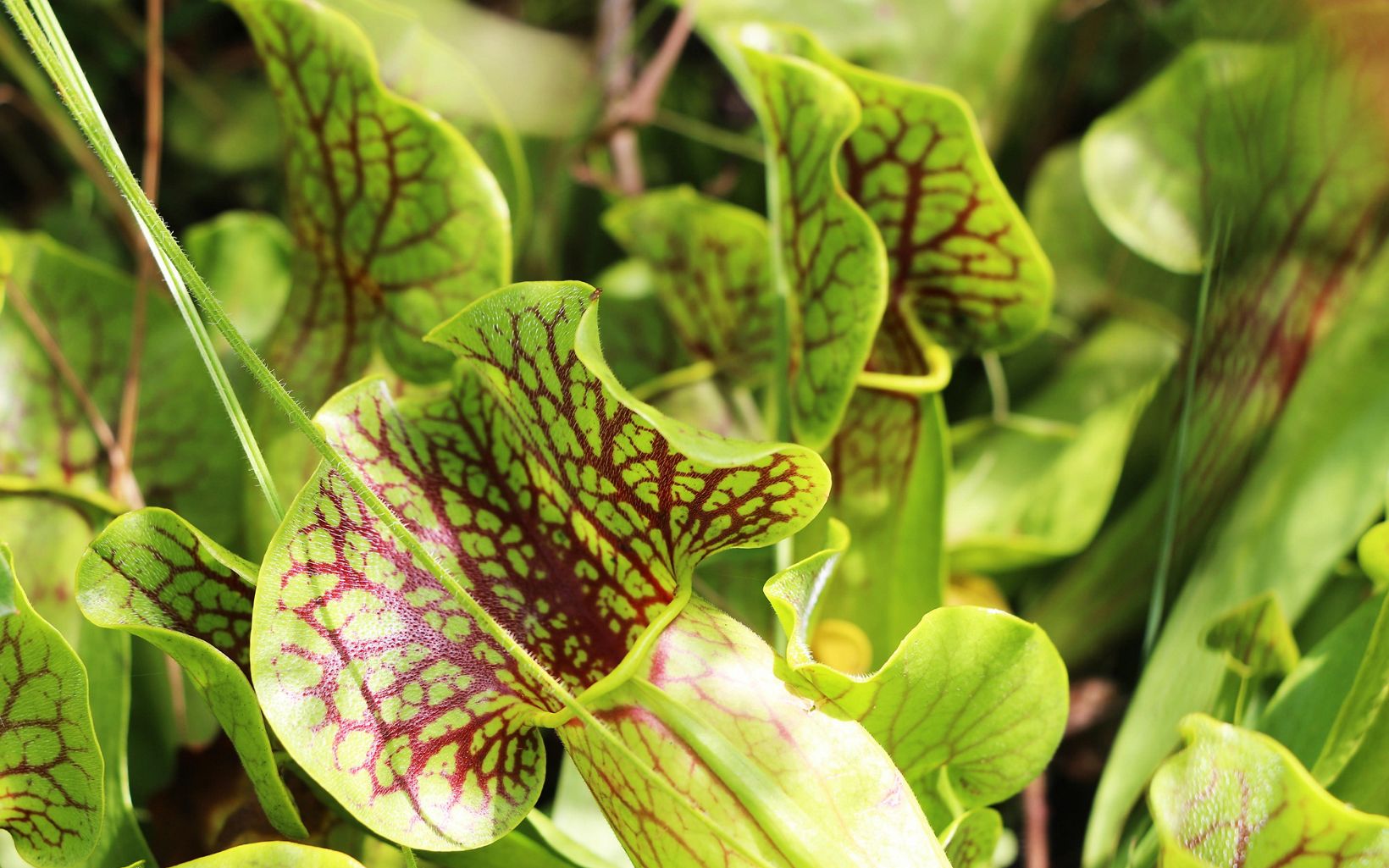 Sarracenia, Pitcher Plant Blackankle