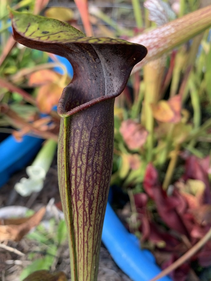 Sarracenia, Pitcher Plant Black Tube