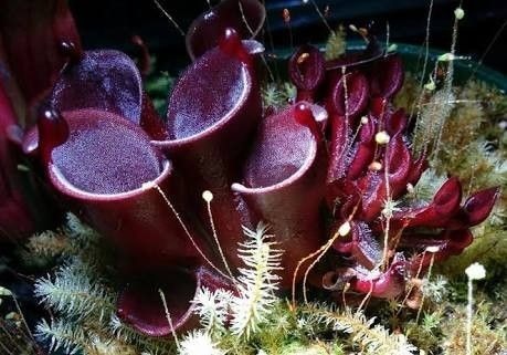 Sarracenia, Pitcher Plant Burgundy