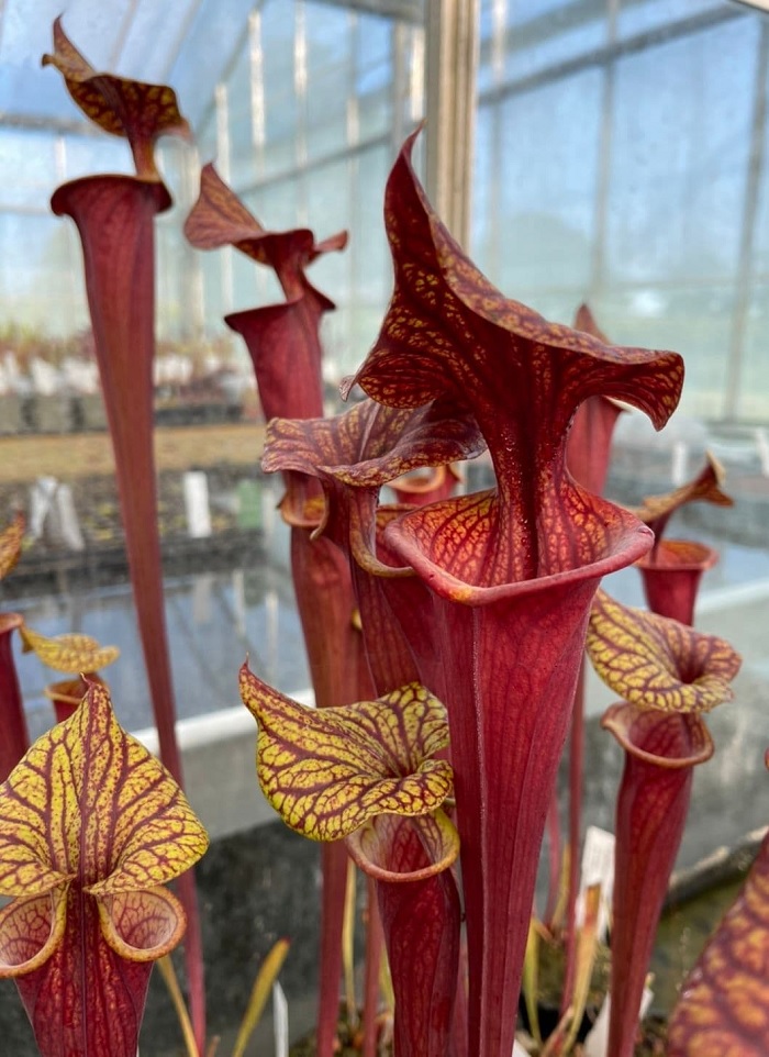 Sarracenia, Pitcher Plant Claret