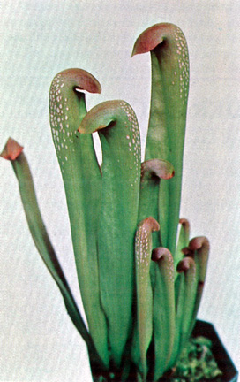 Sarracenia, Pitcher Plant Dark Ladies