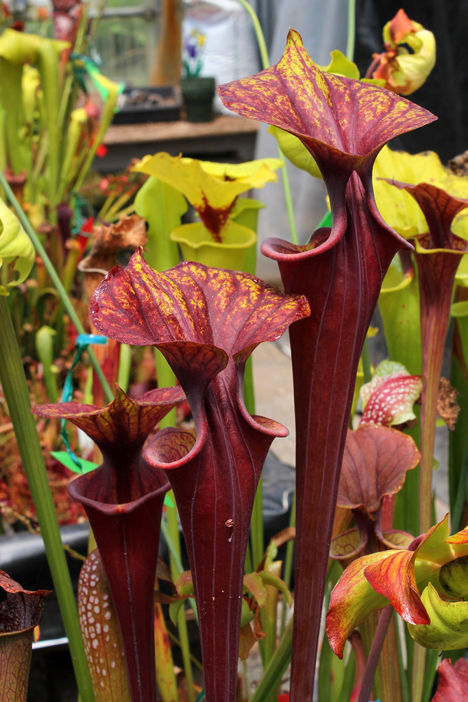 Sarracenia, Pitcher Plant Don Schnell