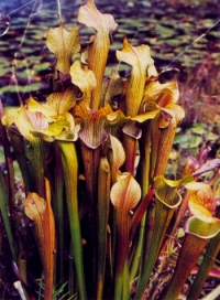 Sarracenia, Pitcher Plant Harvest of Gold