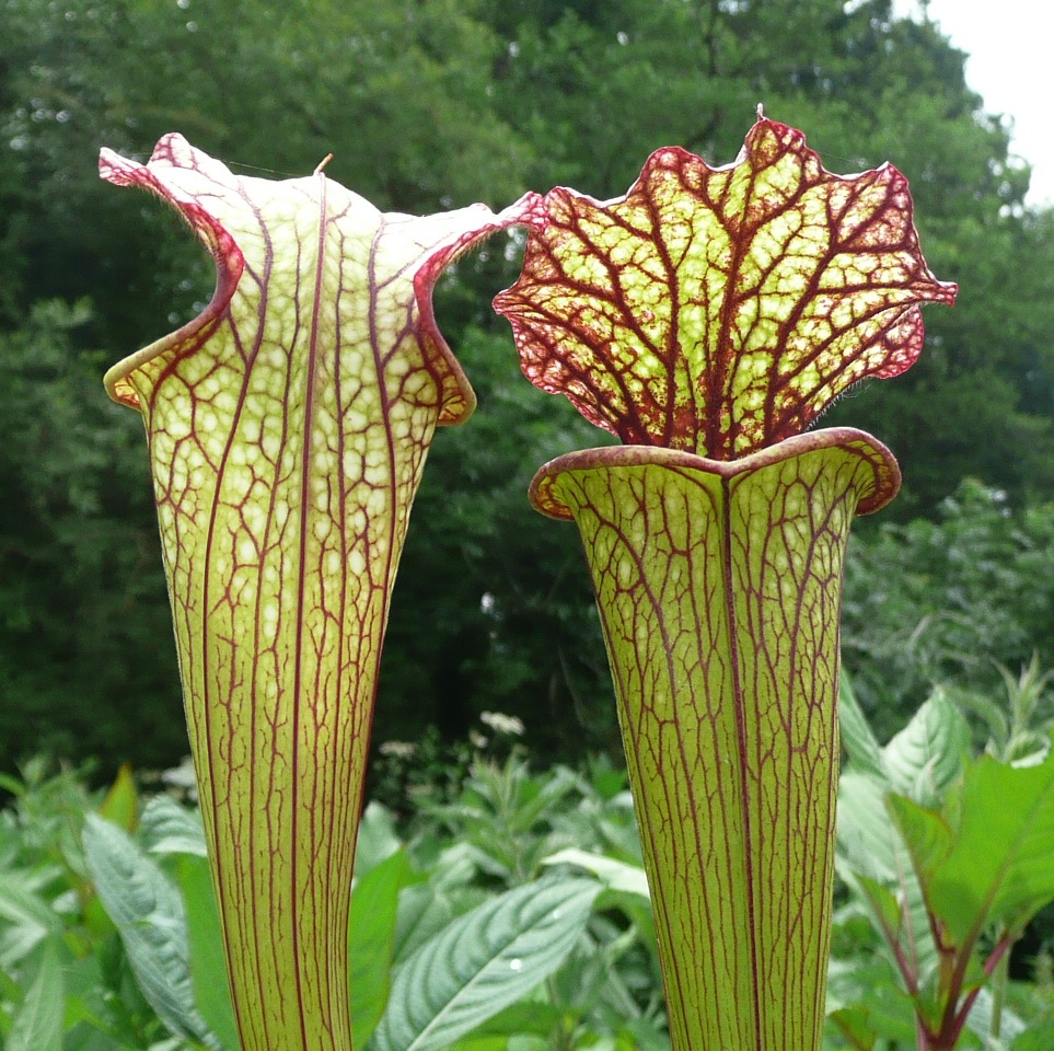 Sarracenia, Pitcher Plant Lynda Butt