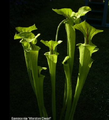 Sarracenia, Pitcher Plant Marston Dwarf
