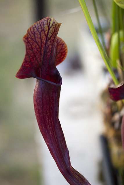 Sarracenia, Pitcher Plant Moores Melody