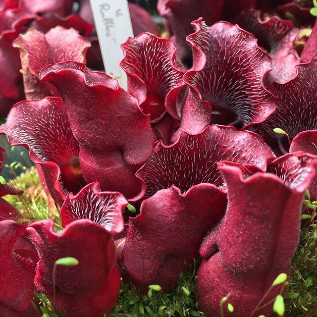 Sarracenia, Pitcher Plant Red Ruffles