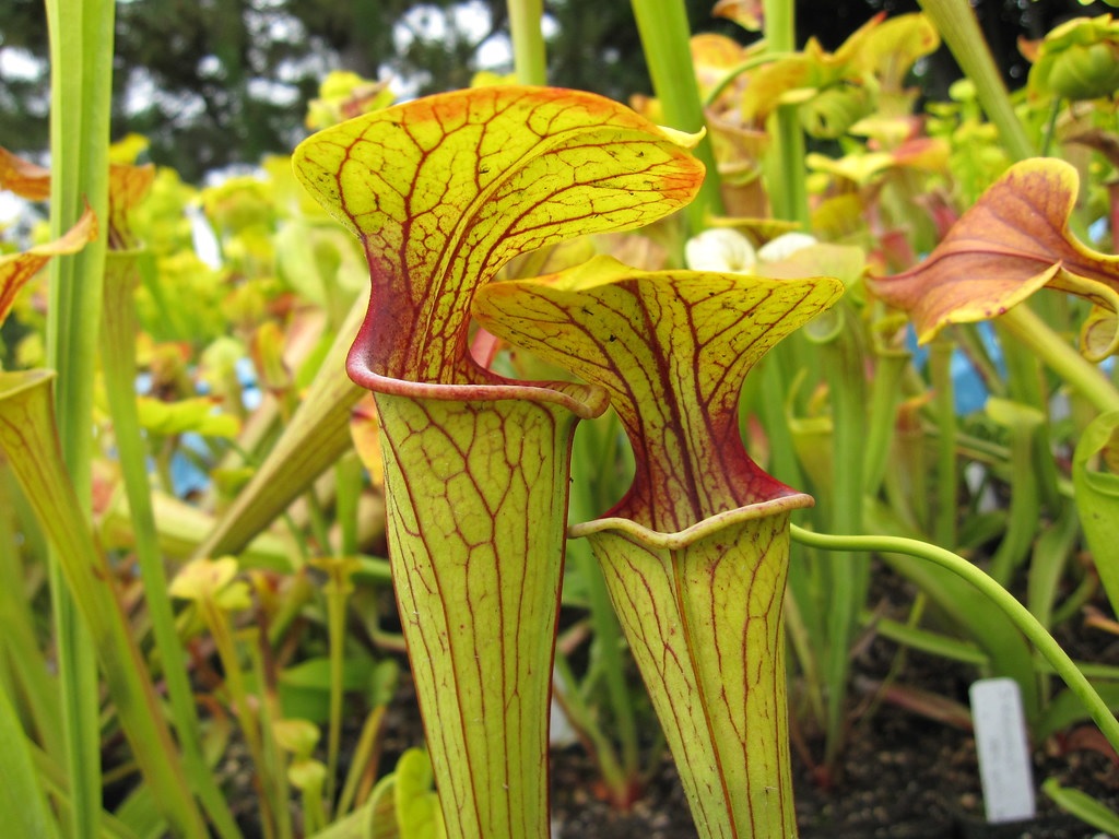 Sarracenia, Pitcher Plant Sand Mountain