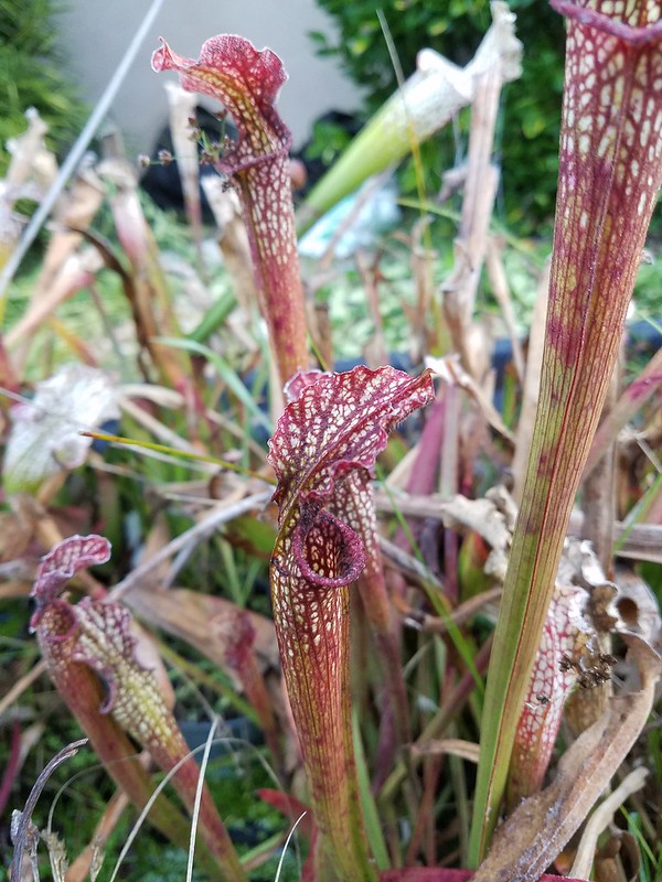 Sarracenia, Pitcher Plant Spatter Pattern