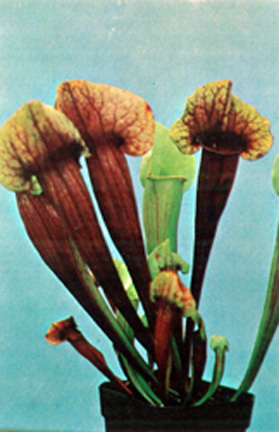 Sarracenia, Pitcher Plant Sun Warrier