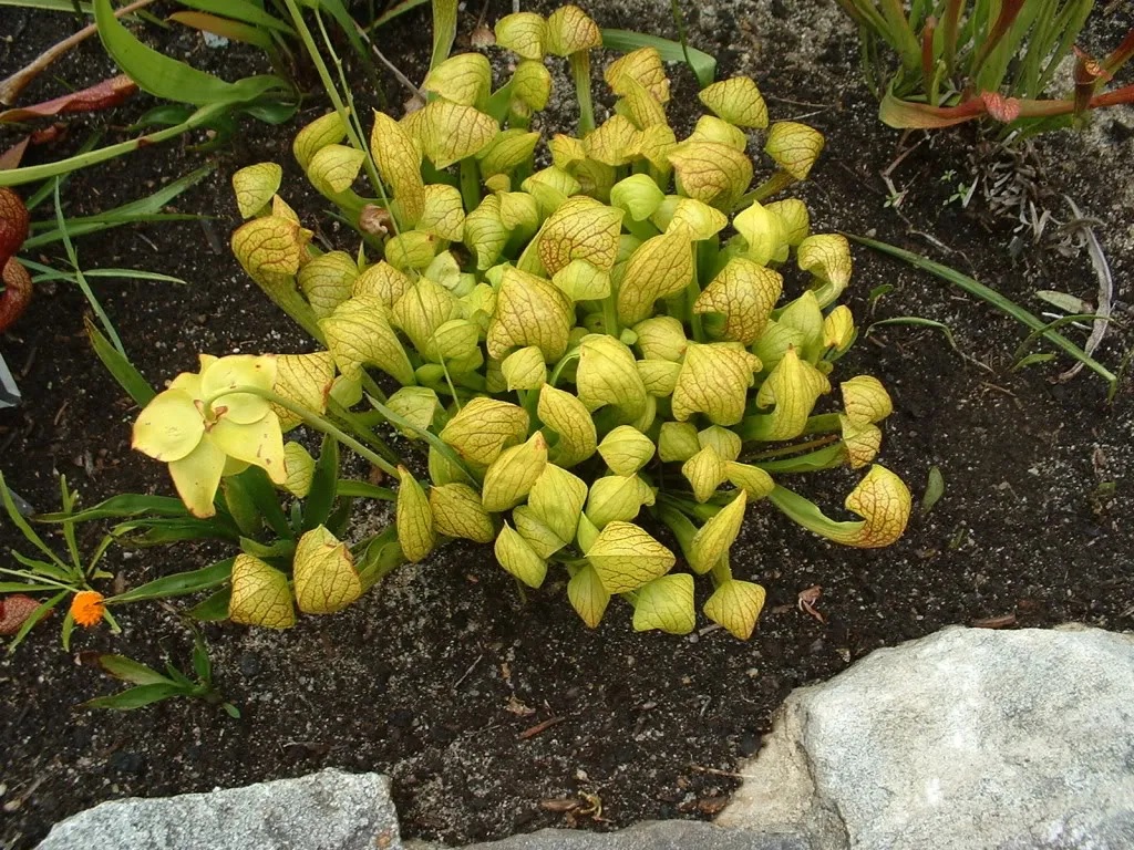 Sarracenia, Pitcher Plant Tattletale Delegation