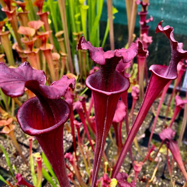 Sarracenia, Tall Pitcher Plant Wavy Lid