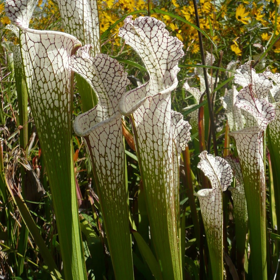 Sarracenia, Tall Pitcher Plant White Trumpet