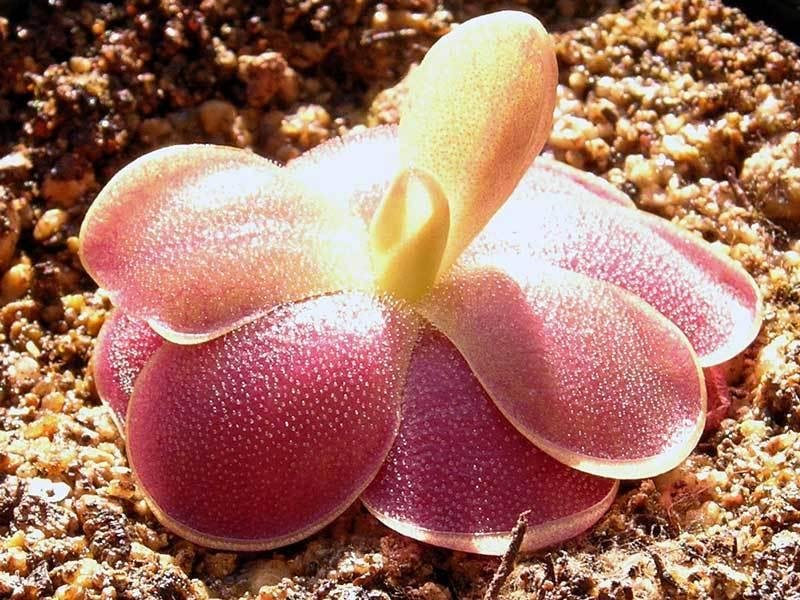 Pinguicula, Butterwort Fraser Beaut