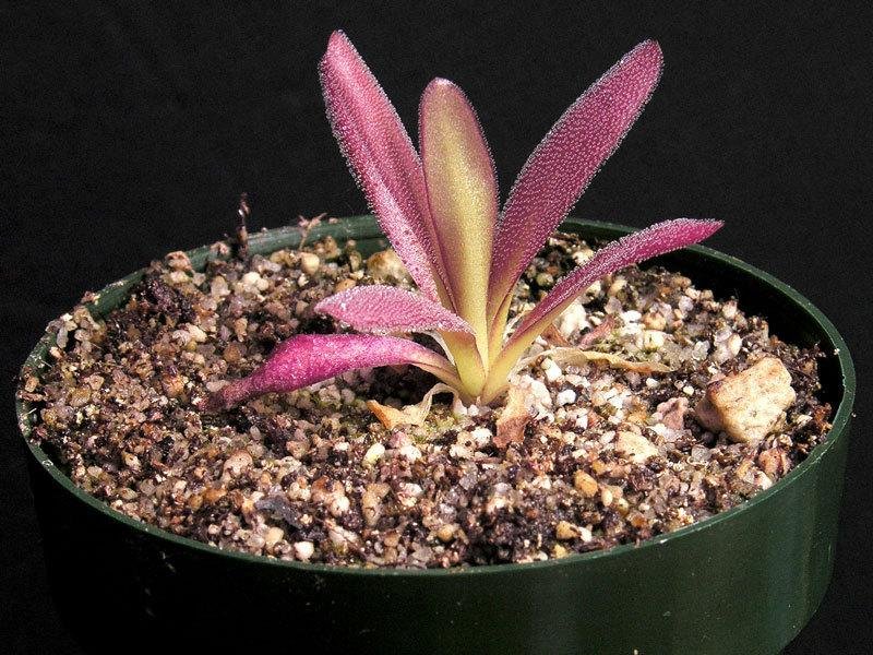 Pinguicula, Butterwort Aphrodite