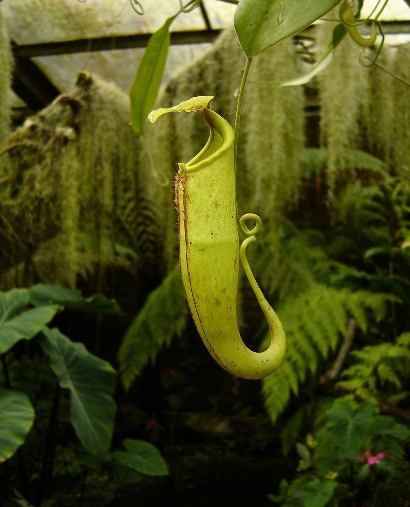 Nepenthes, Pitcher Plant Nepenthes x dicksoniana