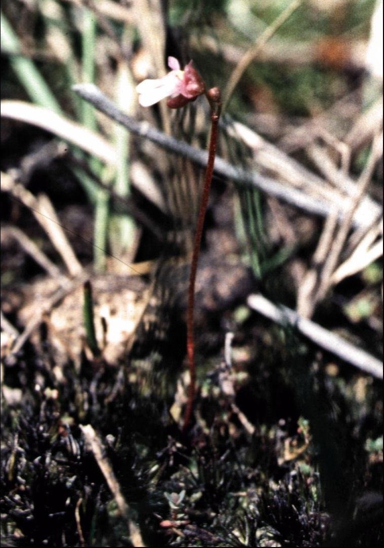 Utricularia Species, Pink Bladderwort